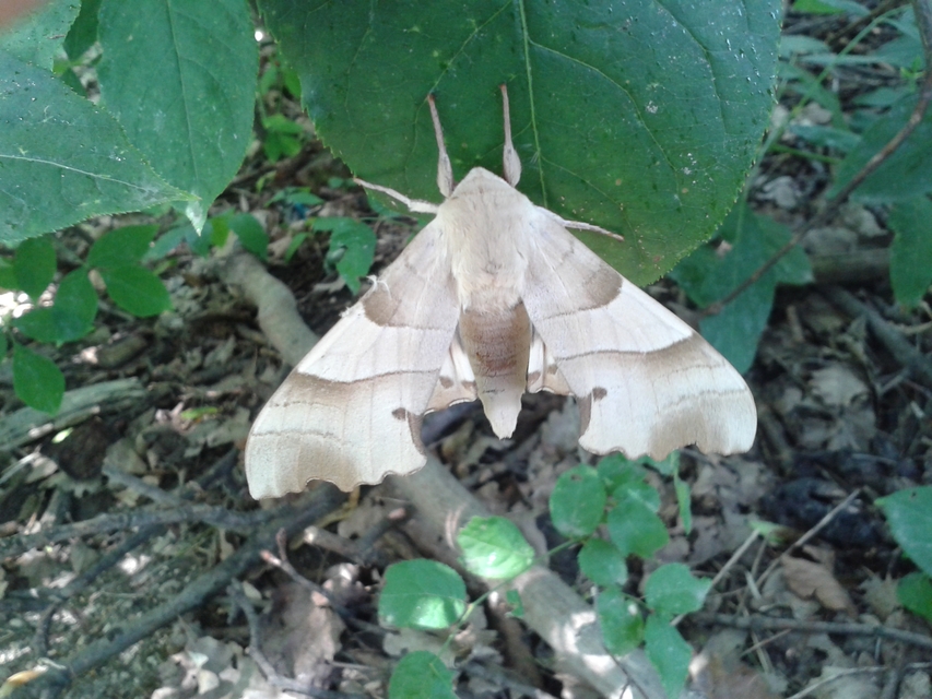 Marumba quercus - tölgyfaszender