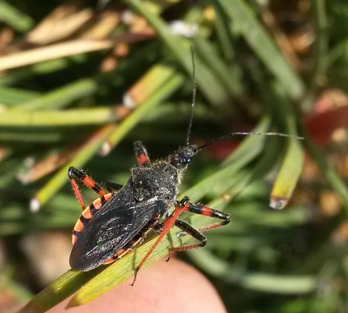 Rhynocoris annulatus - gyűrűslábú gyilkospoloska