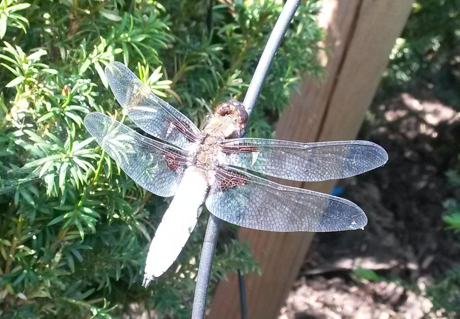 Libellula depressa - széles laposacsa