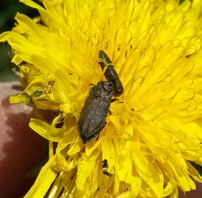 Anthaxia godeti - Godet-virágdíszbogár