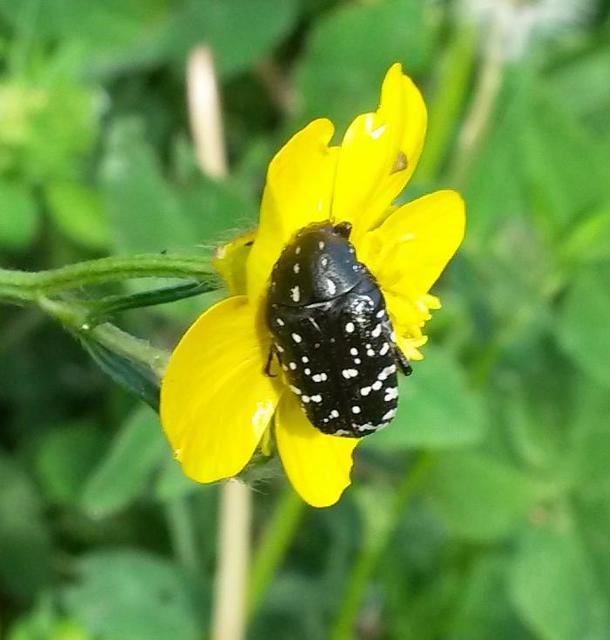 Oxythyrea funesta - sokpettyes virágbogár