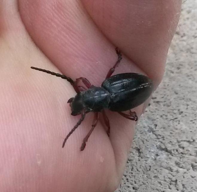Dorcadion pedestre - kétsávos gyalogcincér