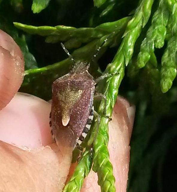 Dolycoris baccarum - közönséges bogyómászó-poloska Dolycoris baccarum - közönséges bogyómászó-poloska