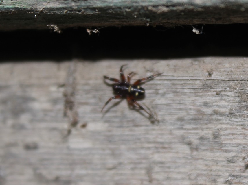 Asagena phalerata