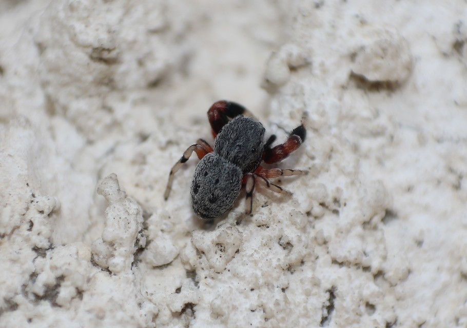 Ballus rufipes