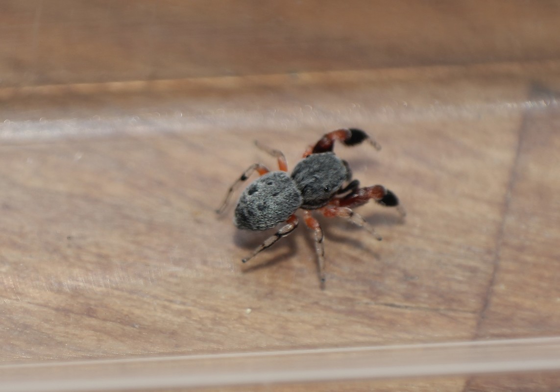 Ballus rufipes