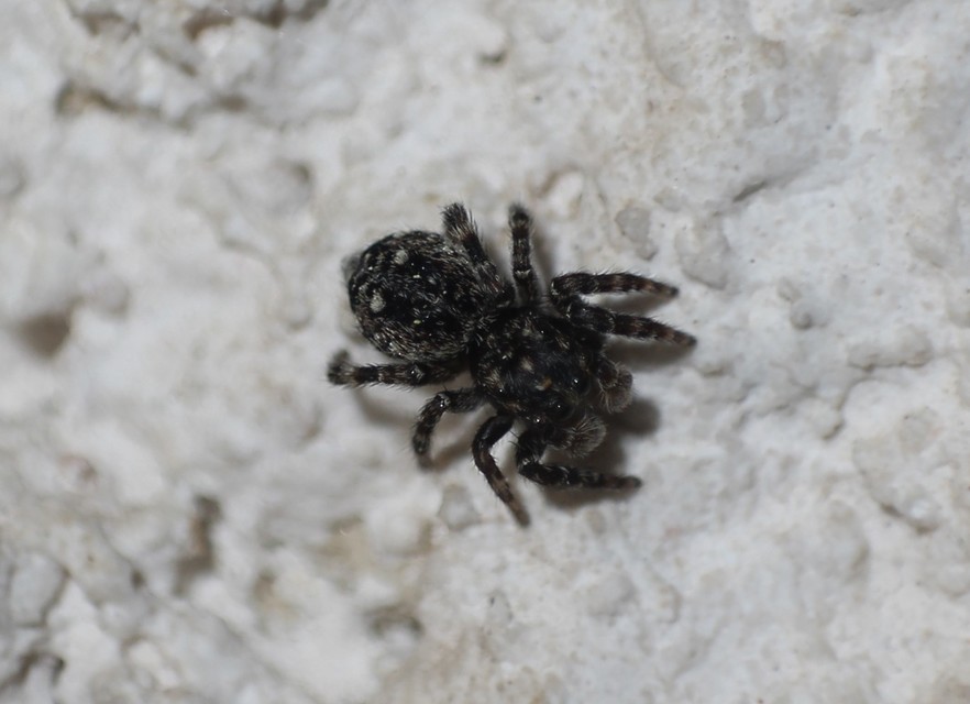 Salticidae - ugrópókok