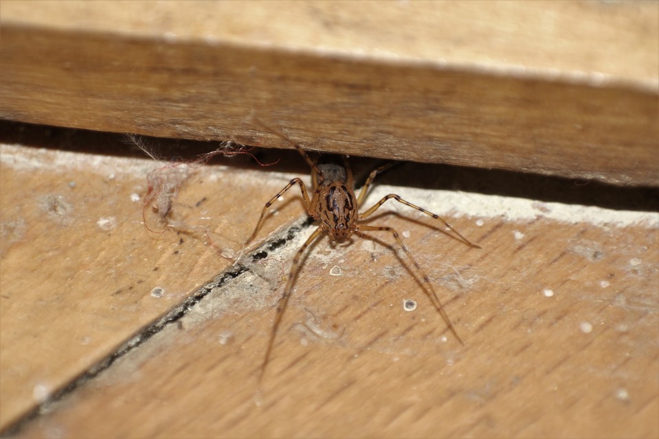 Scytodes thoracica - közönséges csupaszpók