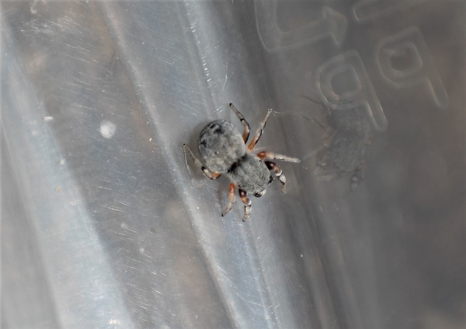 Ballus rufipes