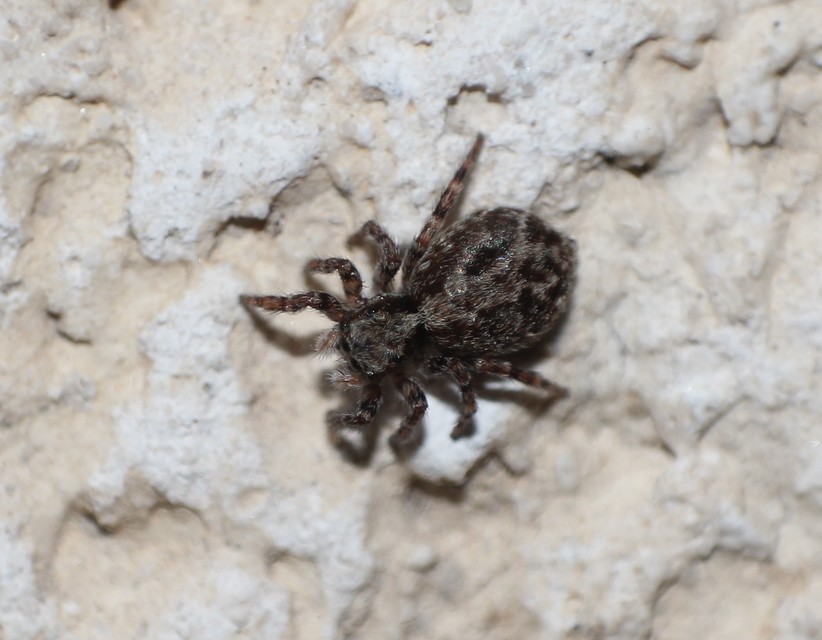 Pseudeuophrys
