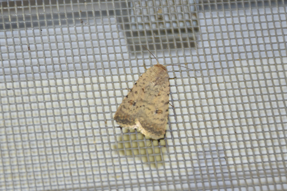Paradrina clavipalpis - közönséges selymesbagoly