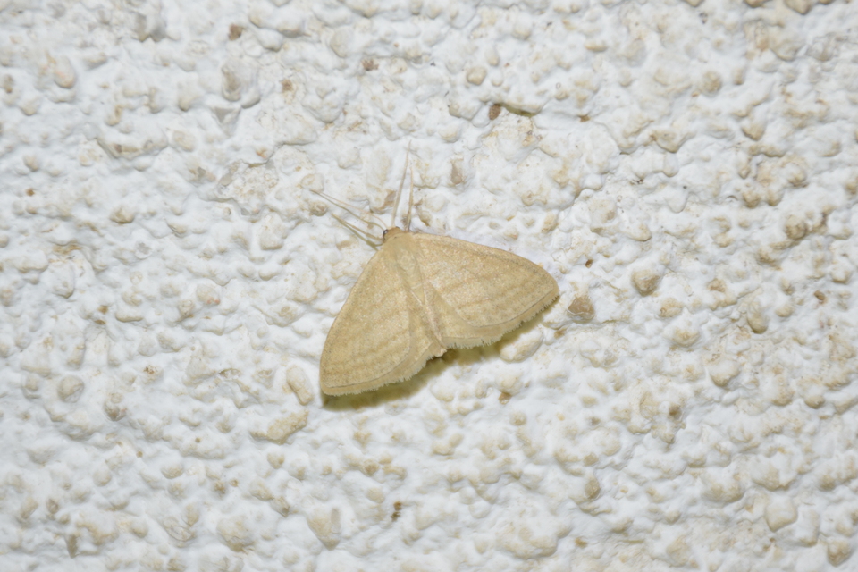 Scopula virgulata - vesszős sávosaraszoló
