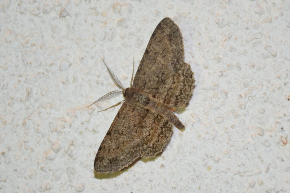 Hypomecis punctinalis - pettyes faaraszoló