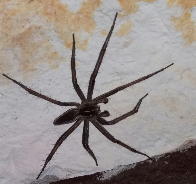 Pisaura mirabilis - csodáspók