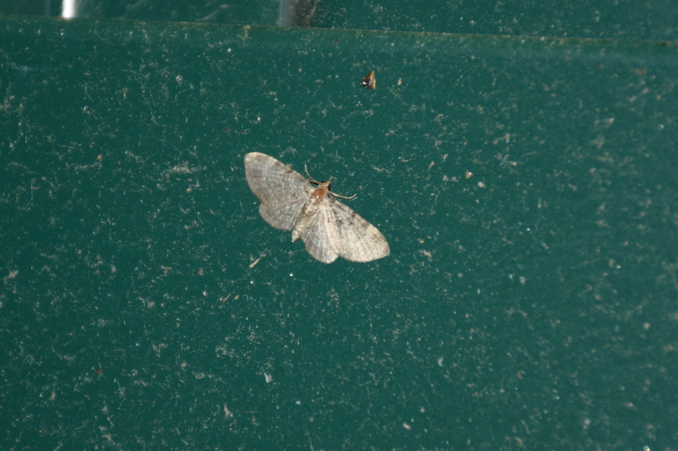 Pasiphila chloerata - hamvas törpearaszoló