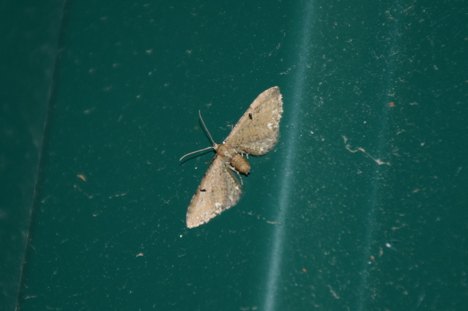 Eupithecia assimilata - komló-törpearaszoló