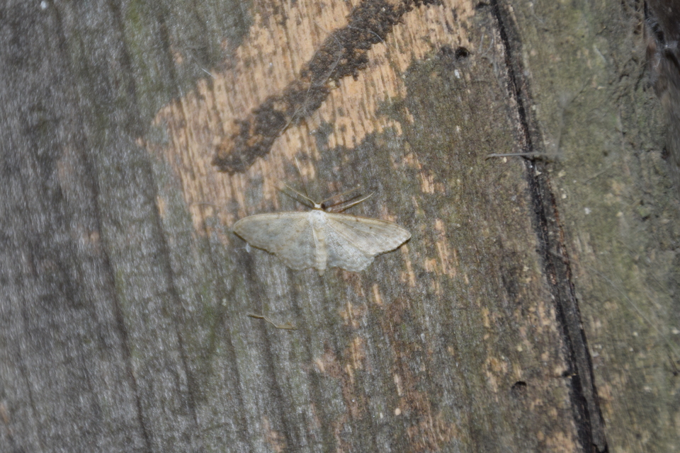 Idaea seriata - szürke apróaraszoló