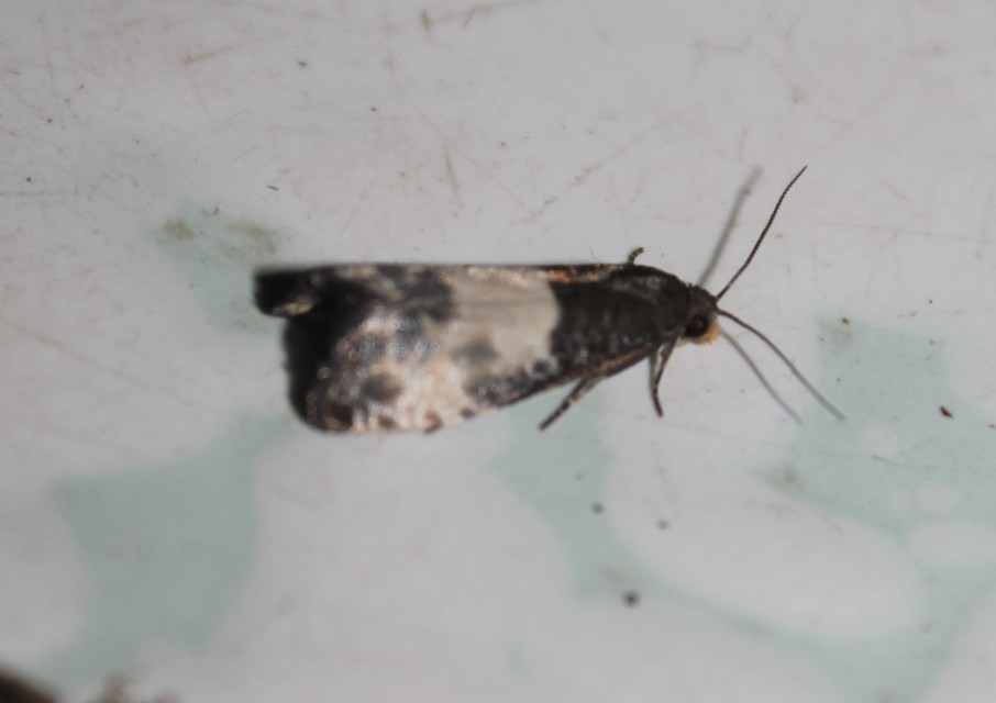 Notocelia cynosbatella - rózsahajtás-tükrösmoly
