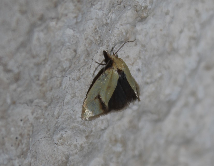 Agapeta hamana - közönséges sárgamoly