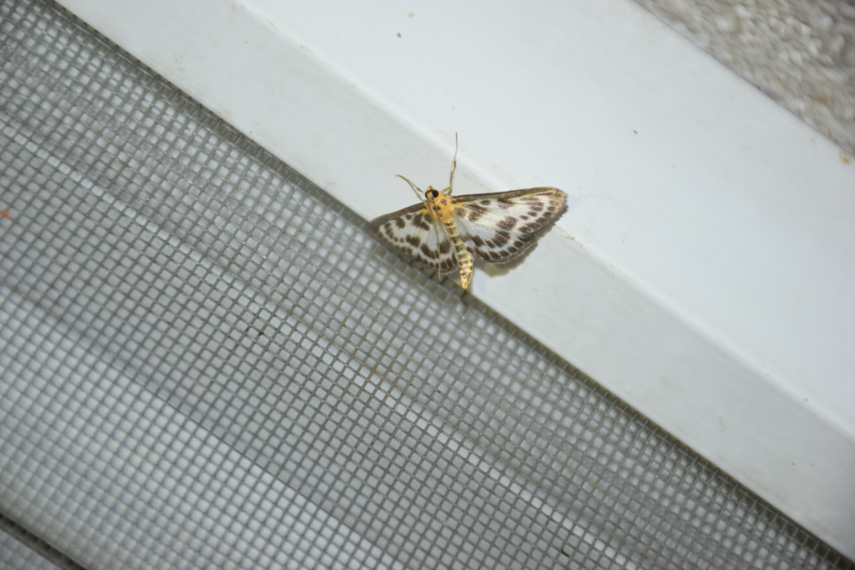 Anania hortulata - tarka csalánmoly