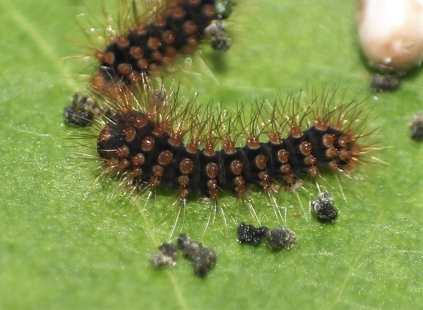 Saturnia pyri - nagy pávaszem