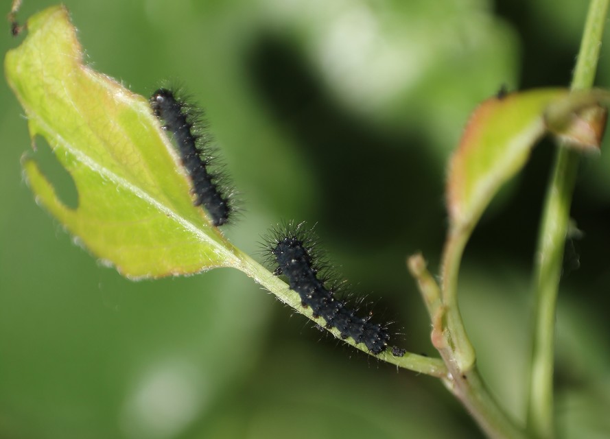 Saturnia pavoniella/pavonia