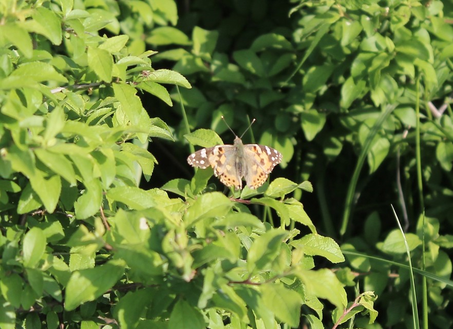 Vanessa cardui - bogáncslepke