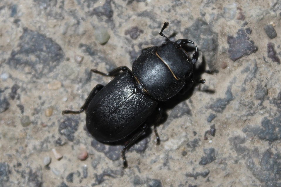 Dorcus parallelipipedus - kis szarvasbogár