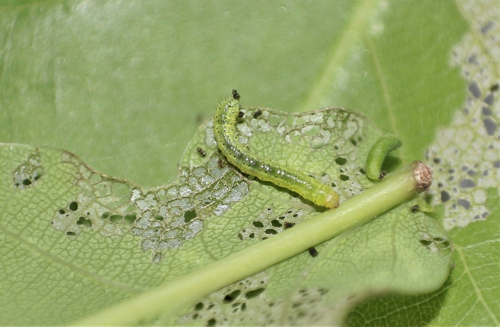 Drymonia ruficornis - cserfa-púposszövő