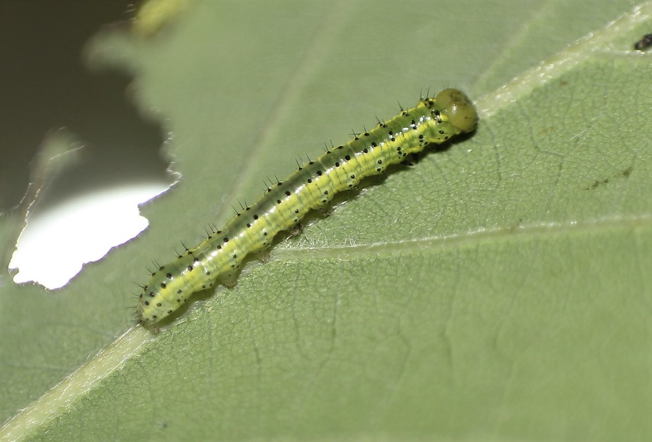Drymonia ruficornis - cserfa-púposszövő