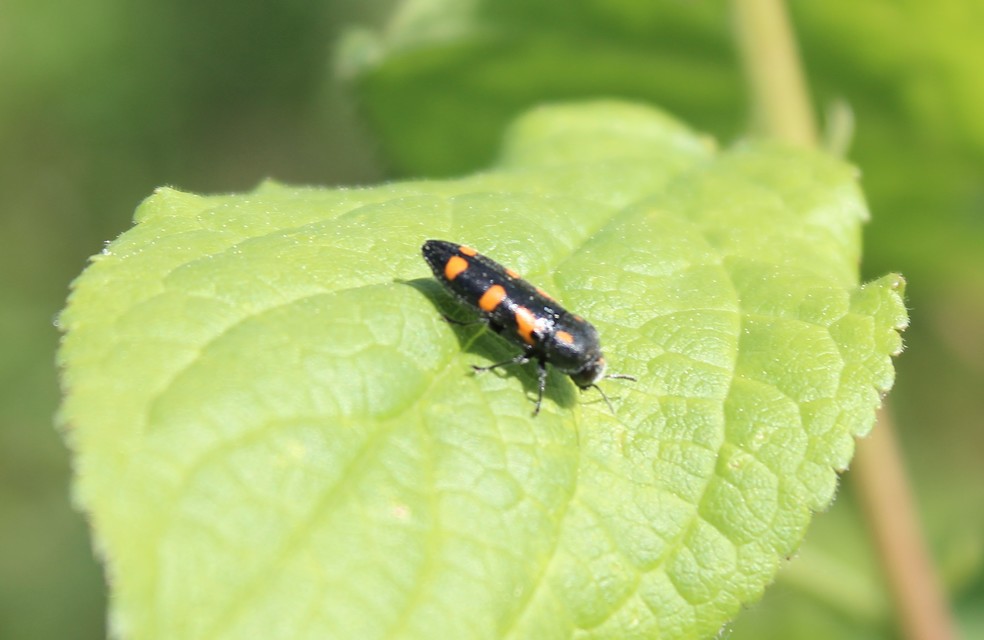Ptosima undecimmaculata - sárgafoltos díszbogár