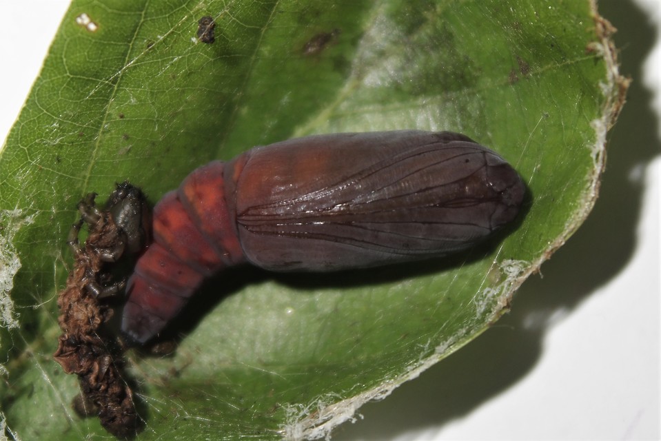 Catocala promissa - kis tölgyfa-övesbagoly