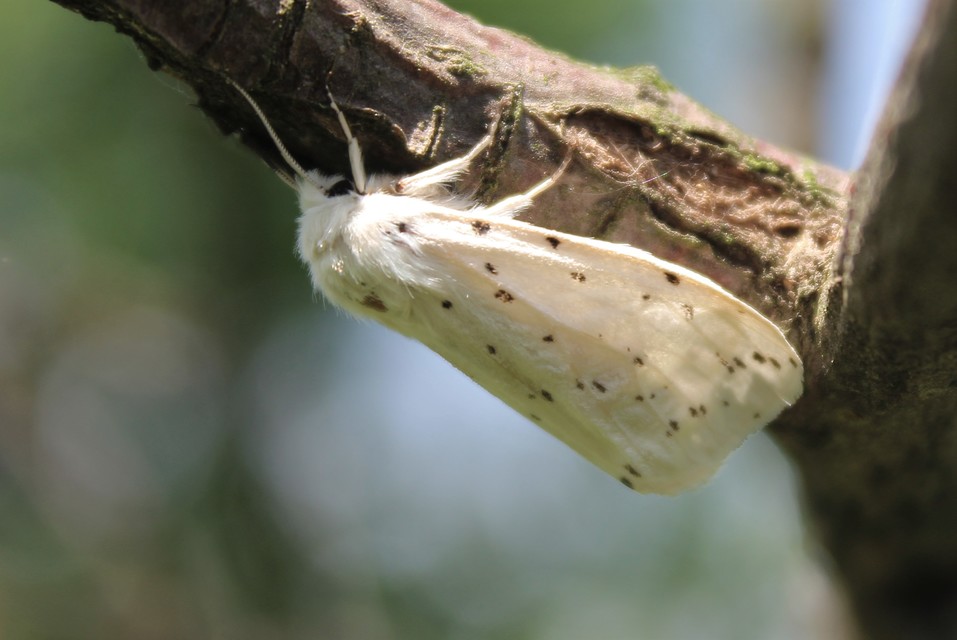 Spilosoma lubricipedum - tejszínű medvelepke