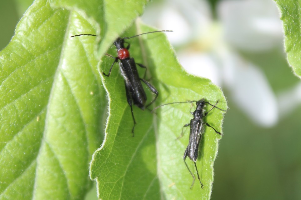 Callimoxys gracilis - frakkos cincér