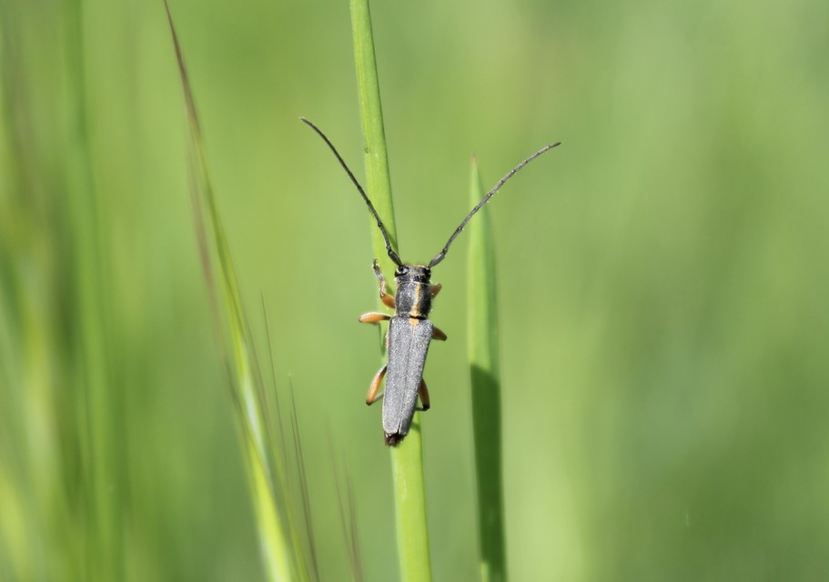 Phytoecia icterica - murokcincér Phytoecia icterica - murokcincér