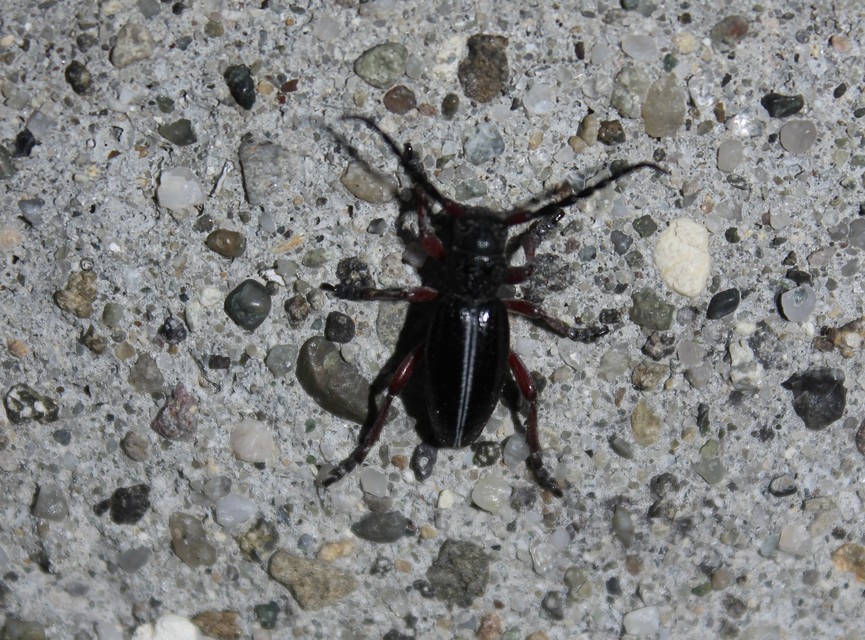 Dorcadion pedestre - kétsávos gyalogcincér