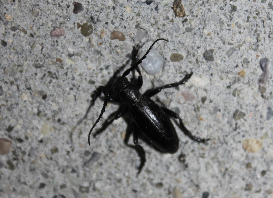 Dorcadion aethiops - fekete gyalogcincér