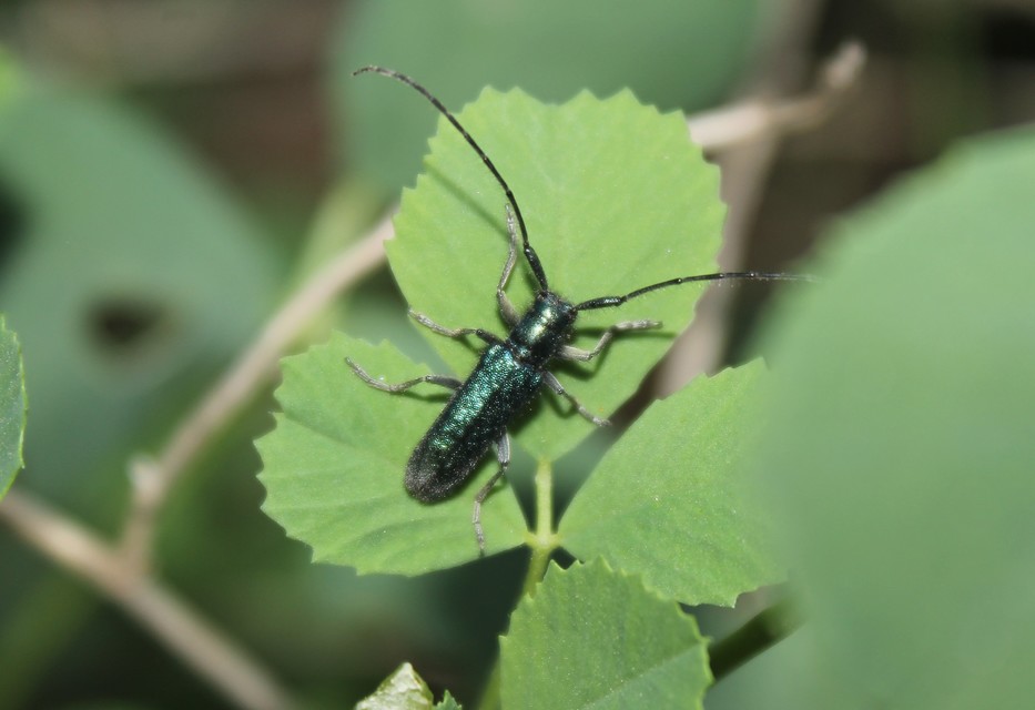 Agapanthia violacea - kék somkórócincér