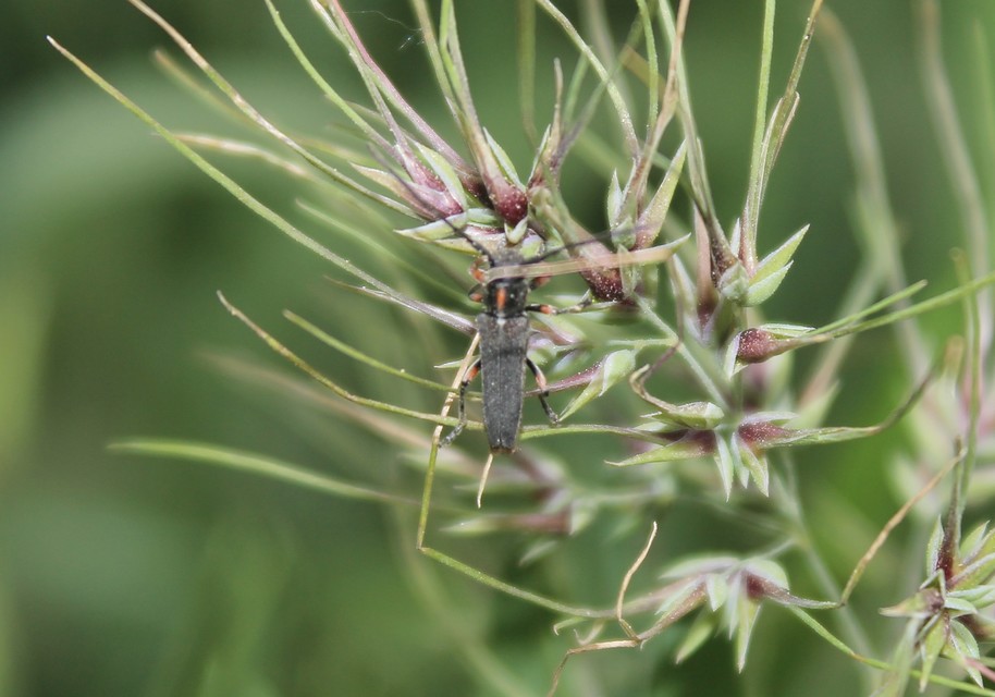 Phytoecia pustulata - parányi fűcincér