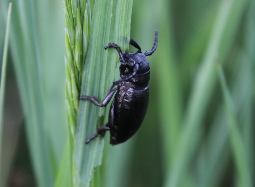 Dorcadion aethiops - fekete gyalogcincér