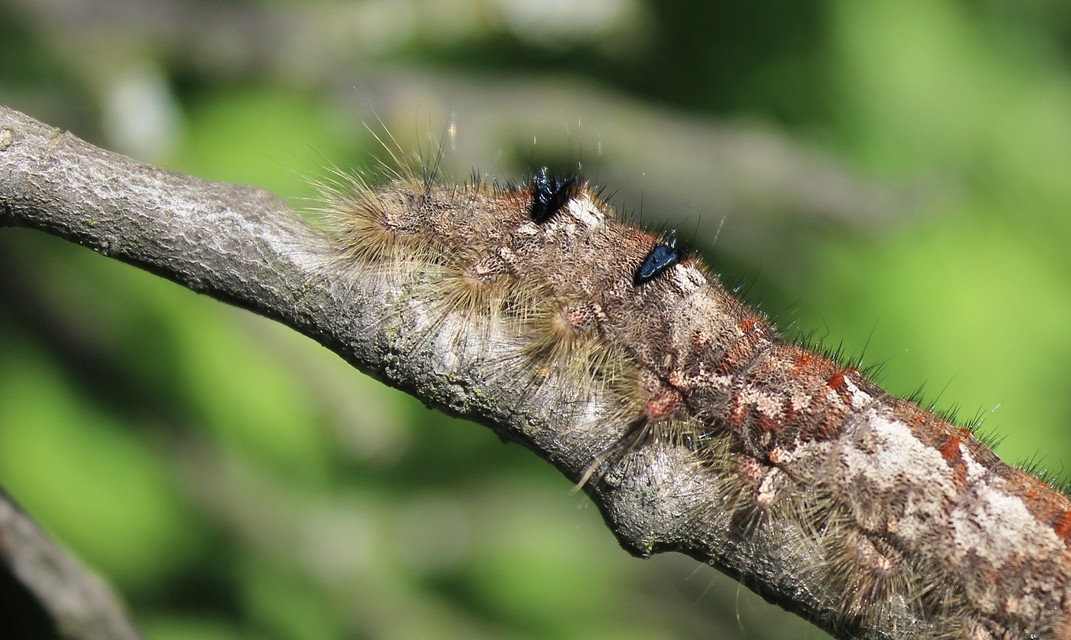 Gastropacha quercifolia - tölgylevélpohók