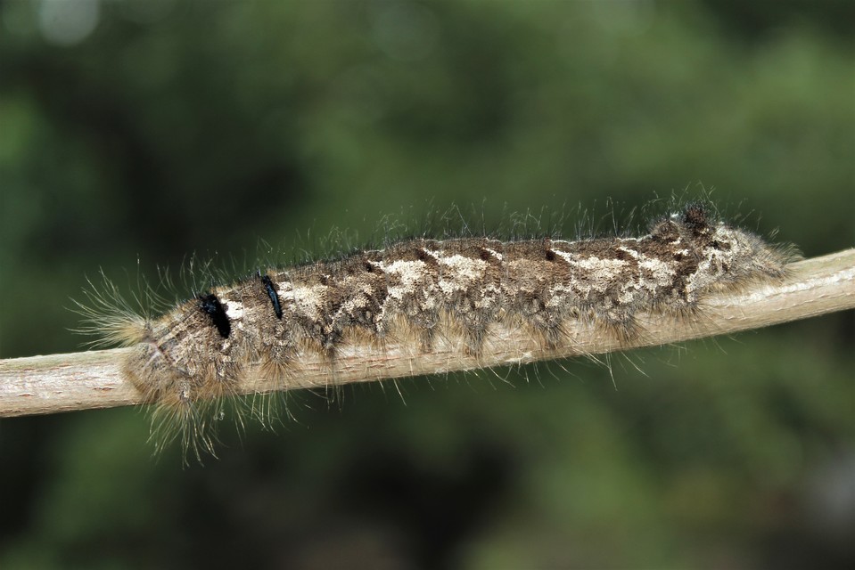 Gastropacha quercifolia - tölgylevélpohók