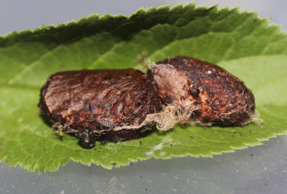 Trichiura crataegi - galagonyaszövő