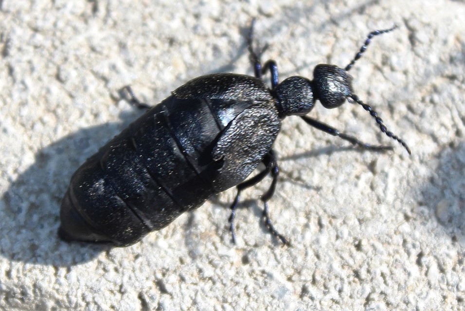 Meloe proscarabaeus - közönséges nünüke
