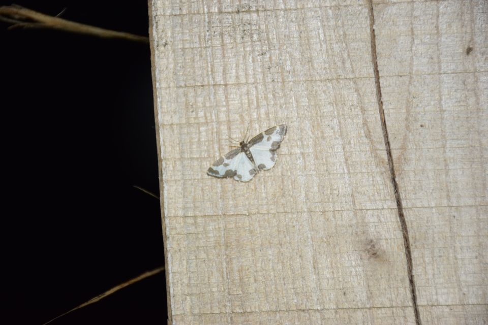 Lomaspilis marginata - szegélyes nyárfaaraszoló