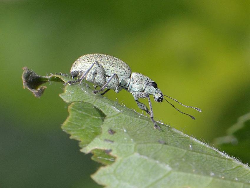 Eusomus ovulum - közönséges cickafarkormányos