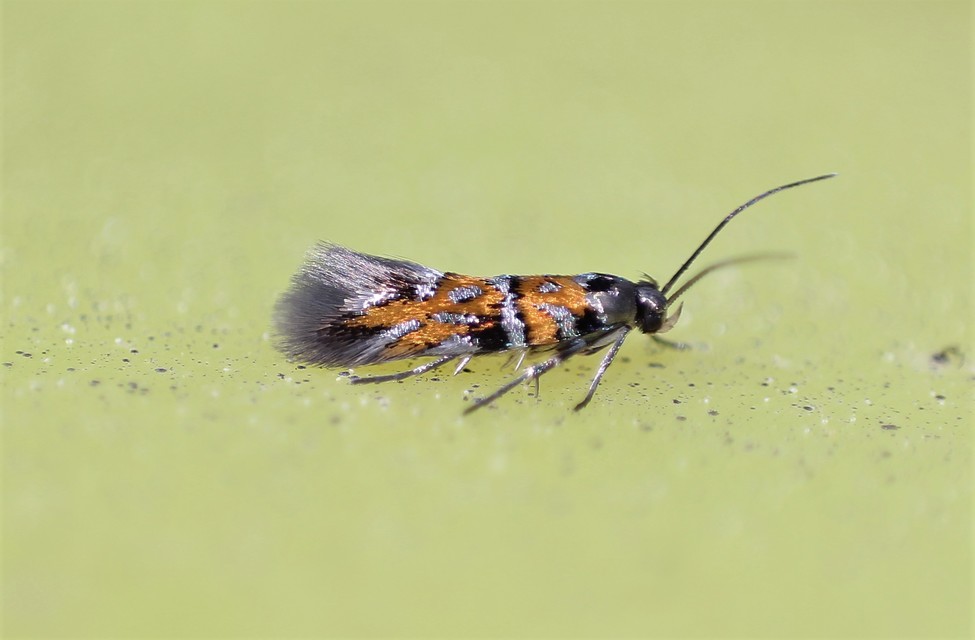 Chrysoesthia drurella - labodarágó sarlósmoly
