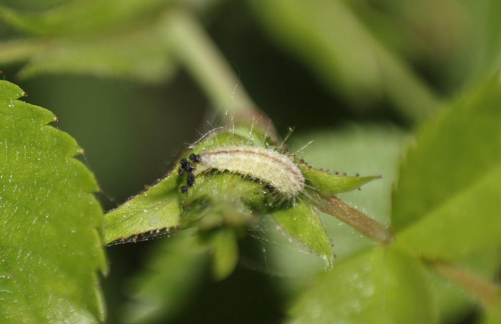 Cnaemidophorus rhododactyla - rózsabogyó-tollasmoly