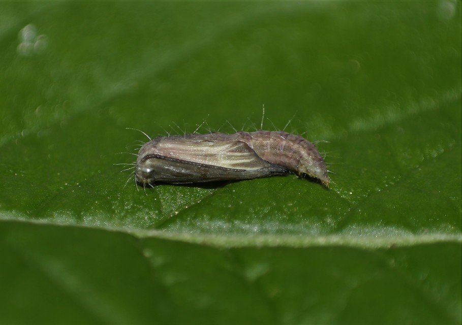 Cnaemidophorus rhododactyla - rózsabogyó-tollasmoly