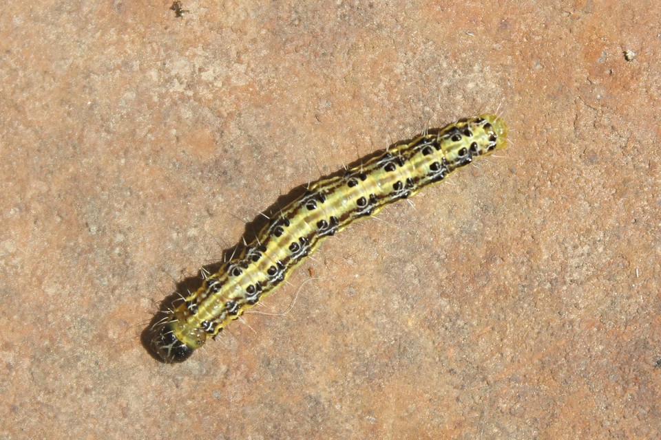 Cydalima perspectalis - puszpáng-tűzmoly